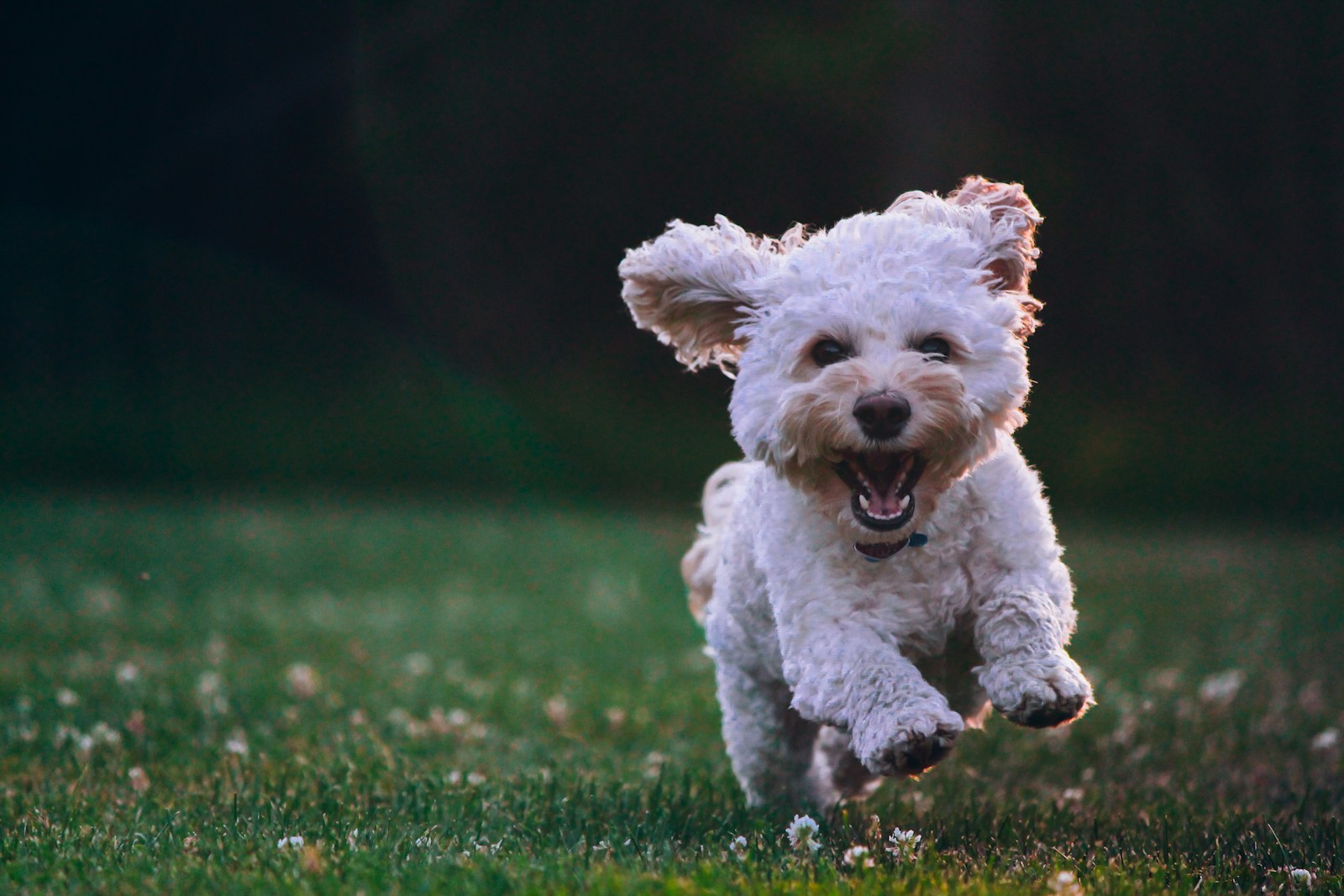 How Do Dog Treats Help with Positive Reinforcement?